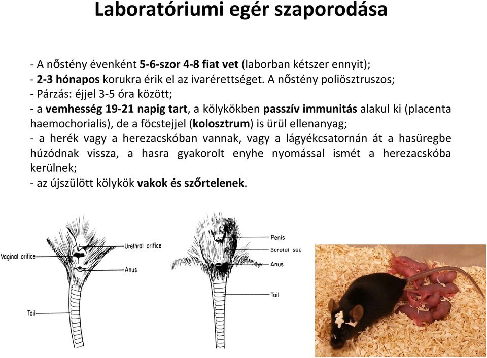 A nőstény poliösztruszos; - Párzás: éjjel 3-5 óra között; -a vemhesség 19-21 napig tart, a kölykökben passzív immunitás alakul ki (placenta