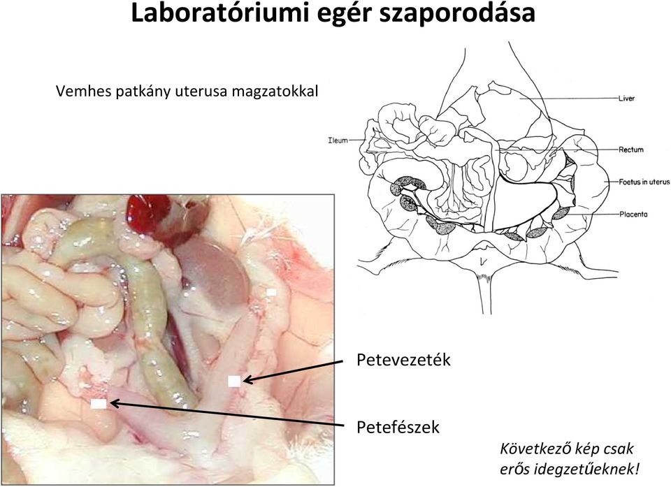 magzatokkal Petevezeték