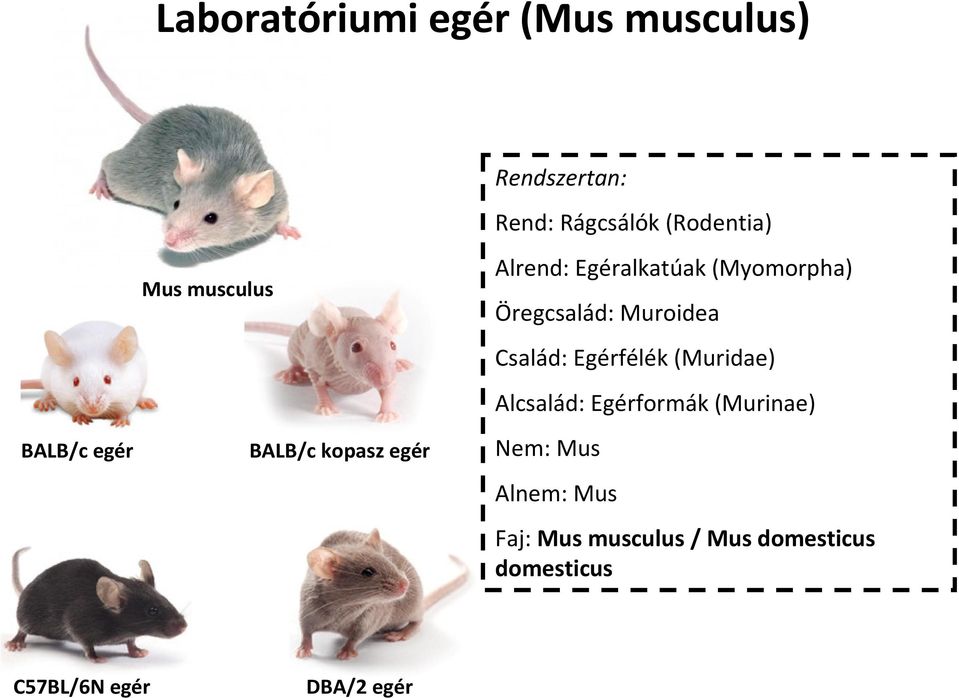 Öregcsalád: Muroidea Család: Egérfélék (Muridae) Alcsalád: Egérformák (Murinae)