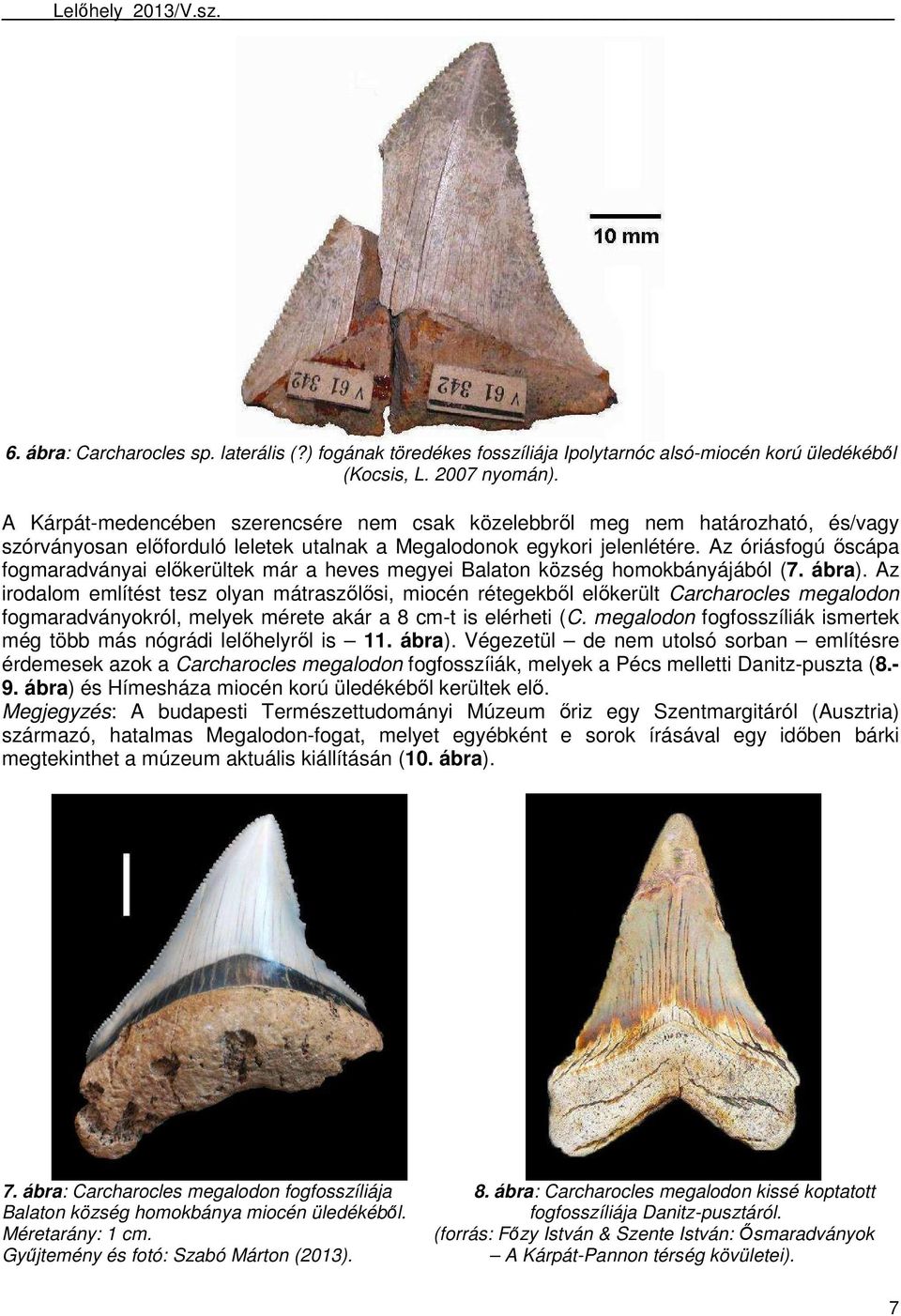 Az óriásfogú ıscápa fogmaradványai elıkerültek már a heves megyei Balaton község homokbányájából (7. ábra).