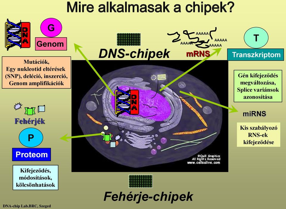 DNS-chipek AAAAA AAAAA AAAAA AAAAA mrns T Transzkriptom Gén kifejeződés megváltozása, Splice