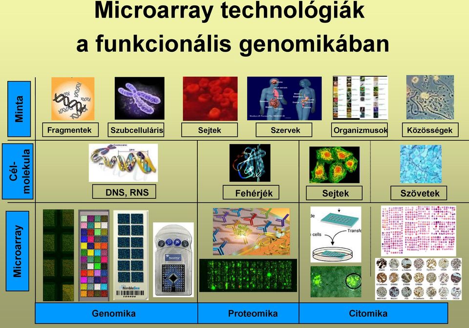 Szubcelluláris Sejtek Szervek Organizmusok