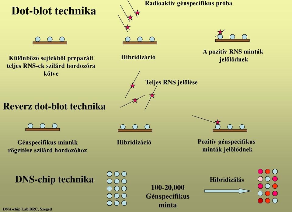 dot-blot technika Génspecifikus minták rögzítése szilárd hordozóhoz Hibridizáció Pozitív