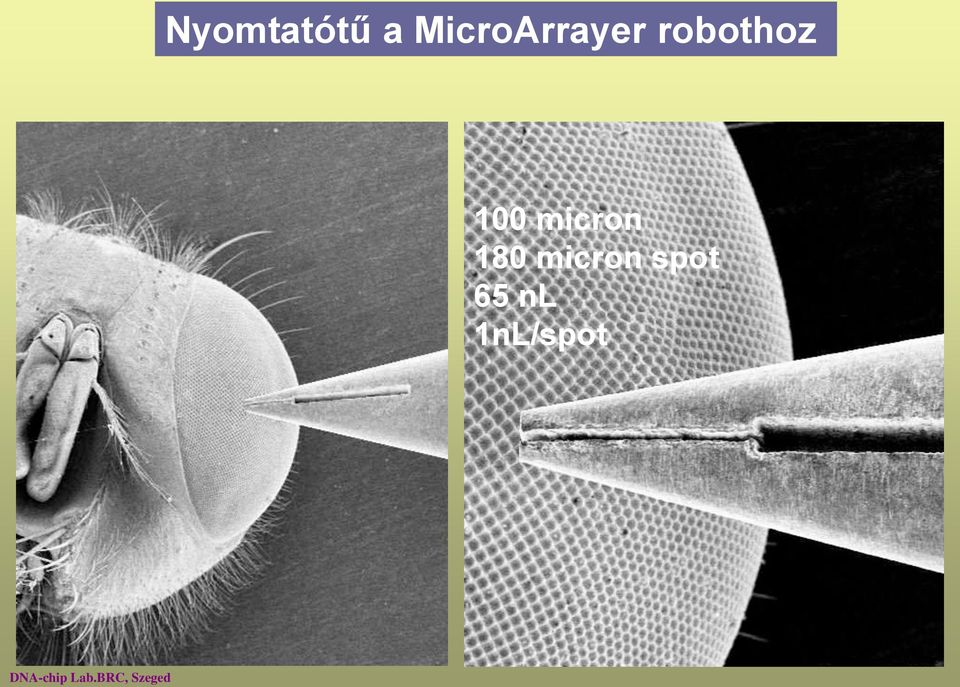 micron spot 65 nl