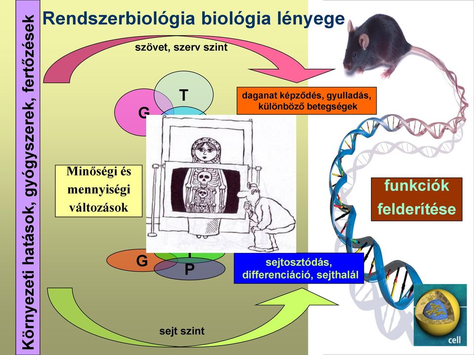gyulladás, különböző betegségek Minőségi és mennyiségi változások