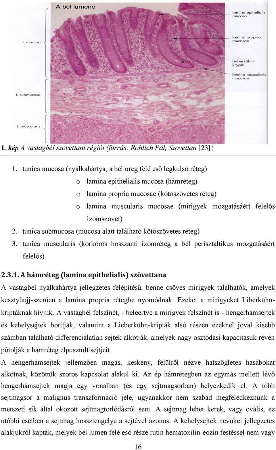 mozgatásáért felelős izomszövet) 2. tunica submucosa (mucosa alatt található kötőszövetes réteg) 3. tunica muscularis (körkörös hosszanti izomréteg a bél perisztaltikus mozgatásáért felelős) 2.3.1.