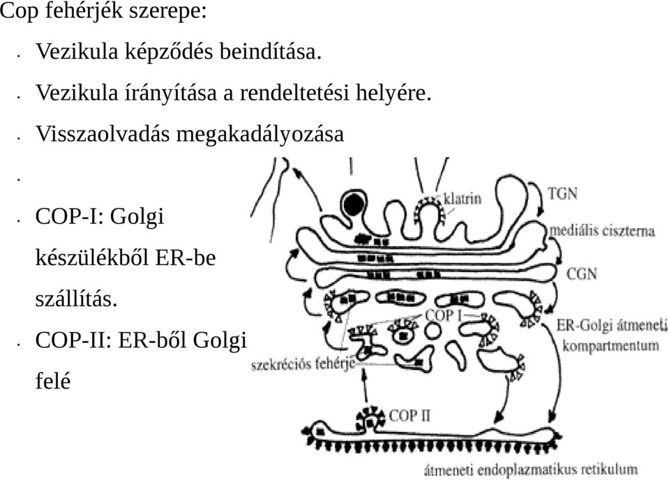 Vezikula írányítása a rendeltetési helyére.