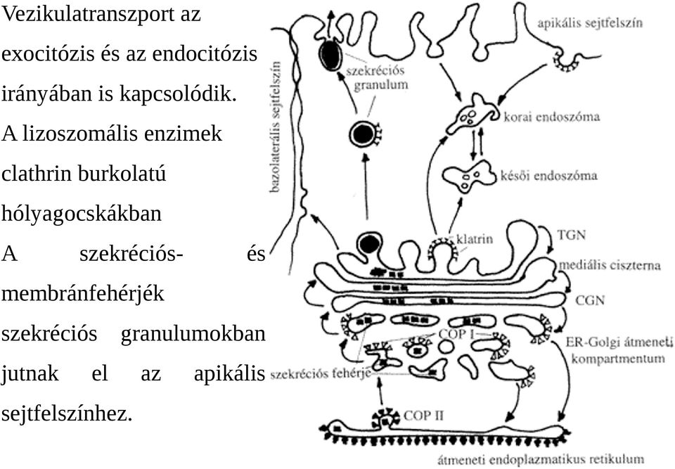 A lizoszomális enzimek clathrin burkolatú hólyagocskákban