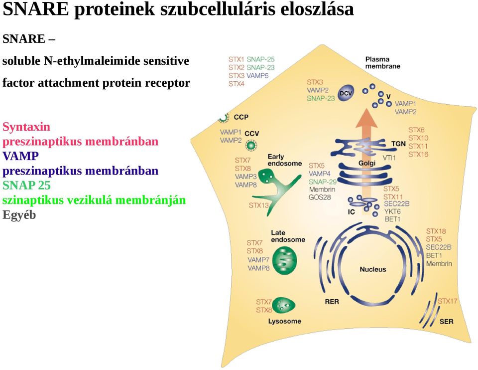 receptor Syntaxin preszinaptikus membránban VAMP