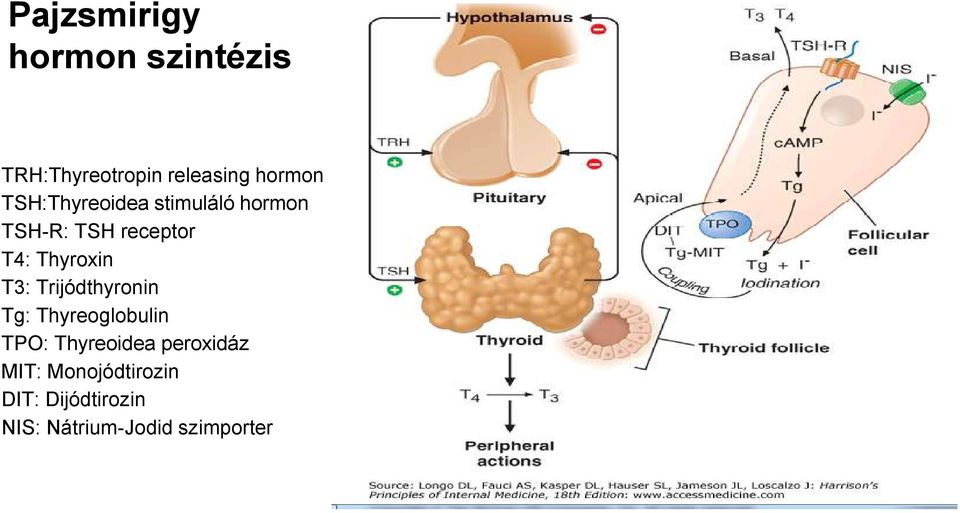 T3: Trijódthyronin Tg: Thyreoglobulin TPO: Thyreoidea peroxidáz