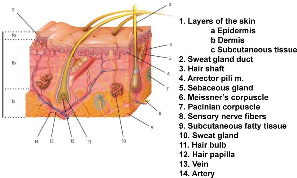 Meissner s corpuscle 7. Pacinian corpuscle 8. Sensory nerve fibers 9.