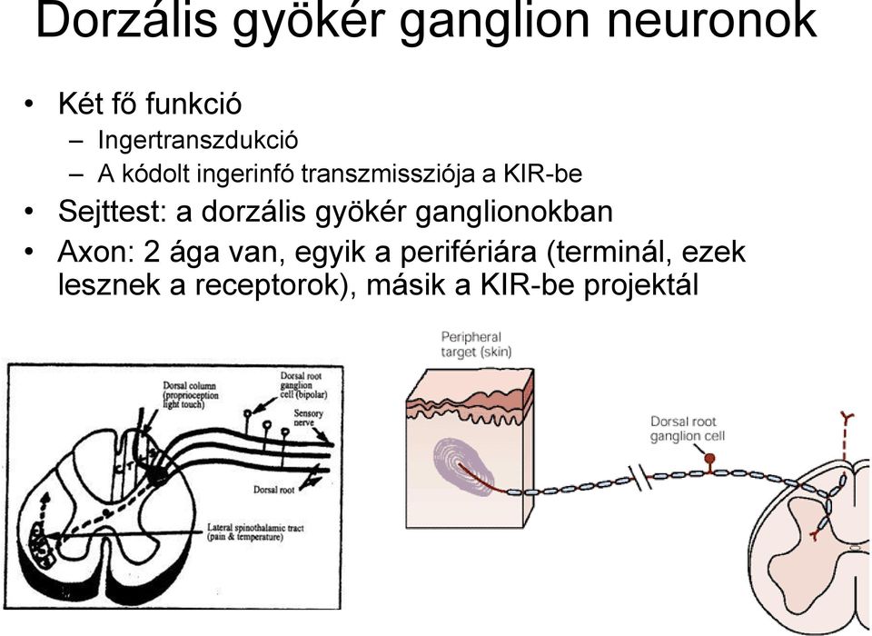 Sejttest: a dorzális gyökér ganglionokban Axon: 2 ága van,