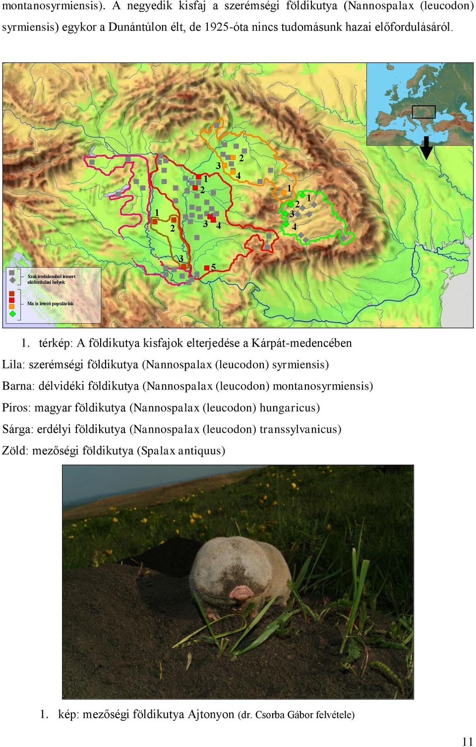 1. térkép: A földikutya kisfajok elterjedése a Kárpát-medencében Lila: szerémségi földikutya (Nannospalax (leucodon) syrmiensis) Barna: délvidéki