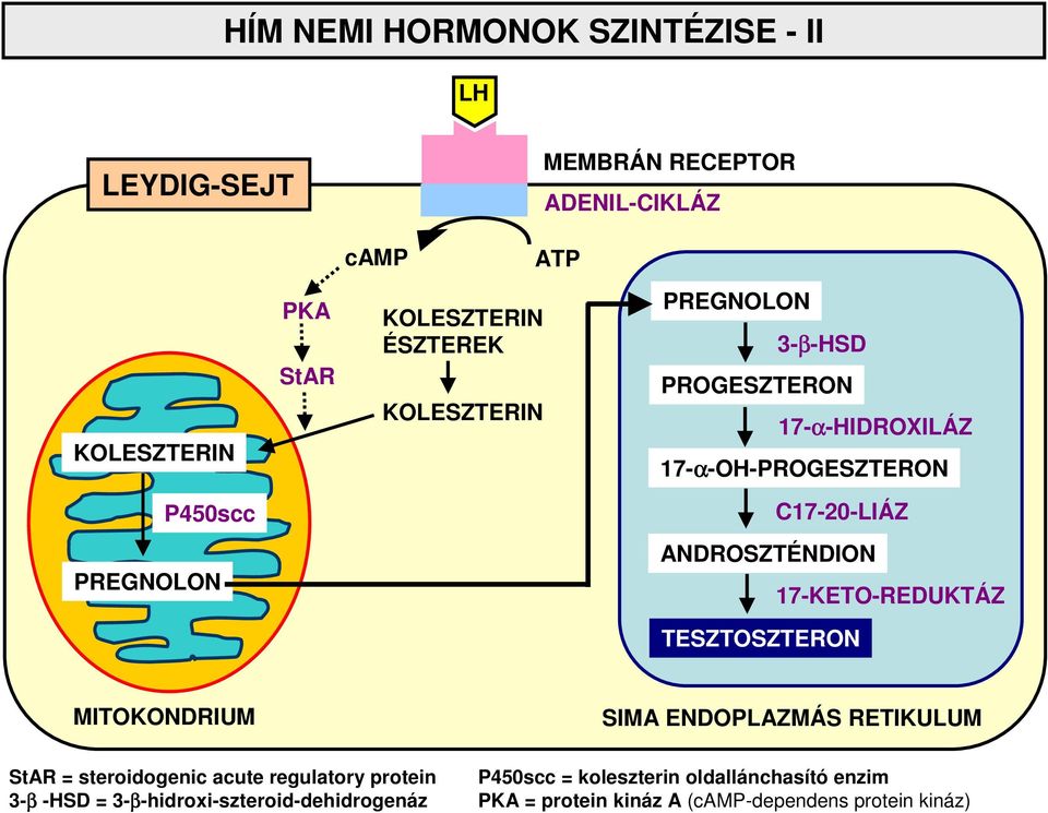 ANDROSZTÉNDION 17-KETO-REDUKTÁZ TESZTOSZTERON MITOKONDRIUM SIMA ENDOPLAZMÁS RETIKULUM StAR = steroidogenic acute regulatory