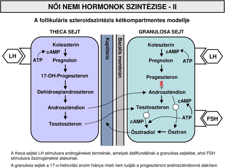 Tesztoszteron camp Tesztoszteron camp ATP FSH Ösztradiol Ösztron A theca sejtek LH stimulusra androgéneket termelnek, amelyek átdiffundálnak a granulosa
