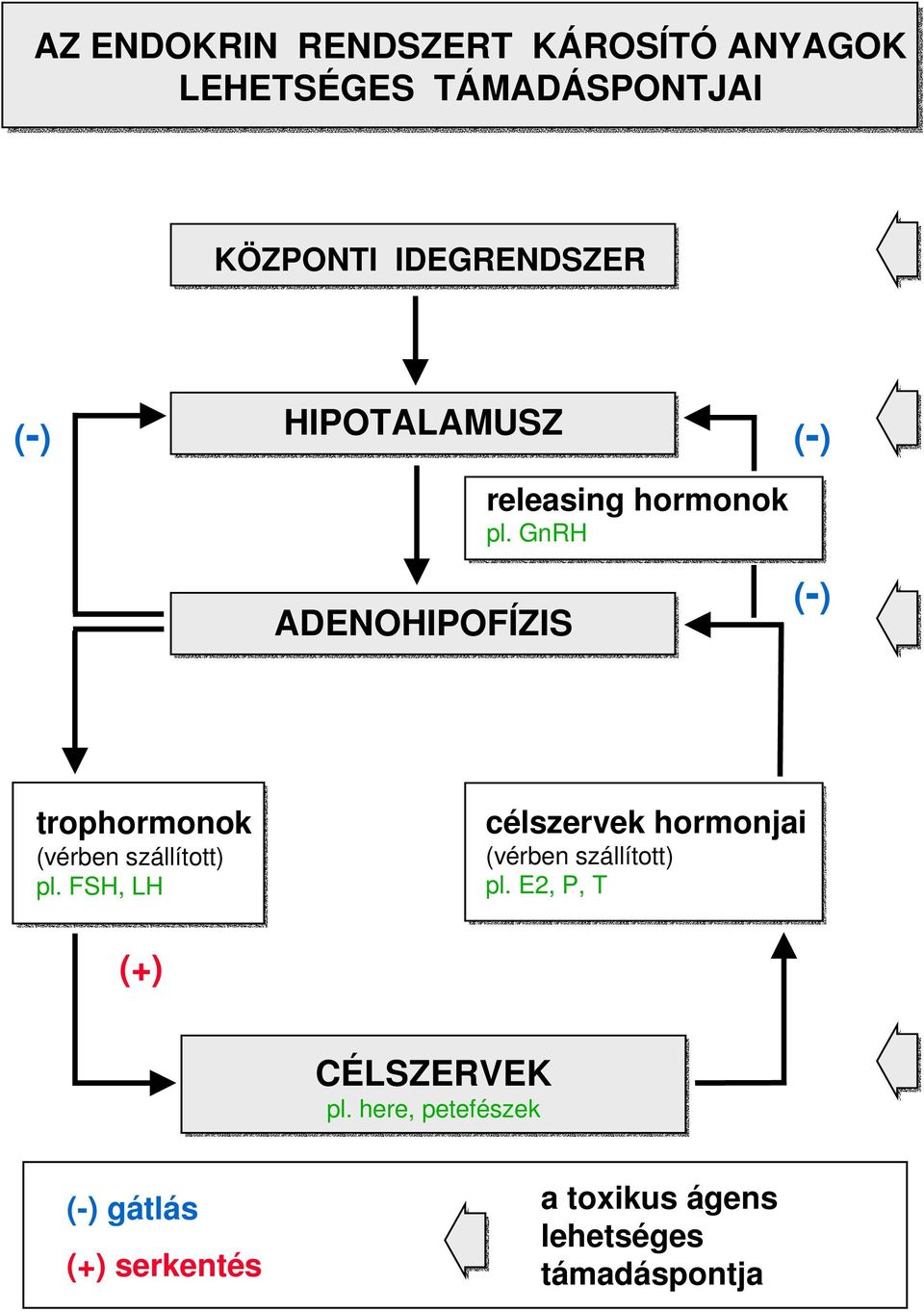 GnRH (-) (-) trophormonok (vérben szállított) pl.