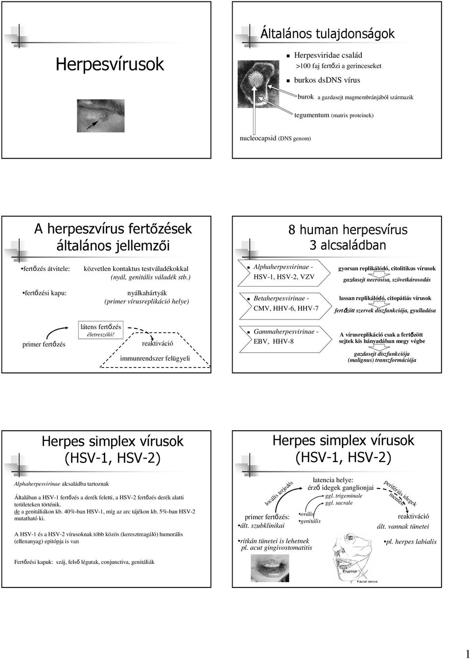 ) Alphaherpesvirinae - HSV-1, HSV-2, VZV gyorsan replikálódó, citolitikus vírusok gazdasejt necrosisa, szövetkárosodás fertőzési kapu: nyálkahártyák (primer vírusreplikáció helye) Betaherpesvirinae -