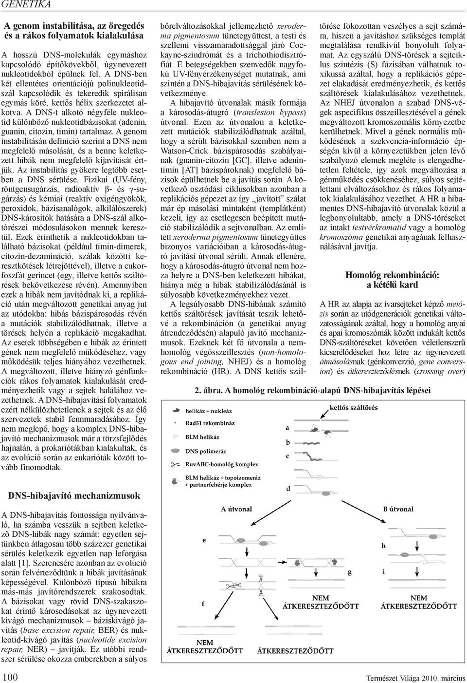 A DNS-t alkotó négyféle nukleotid különböző nukleotidbázisokat (adenin, guanin, citozin, timin) tartalmaz.