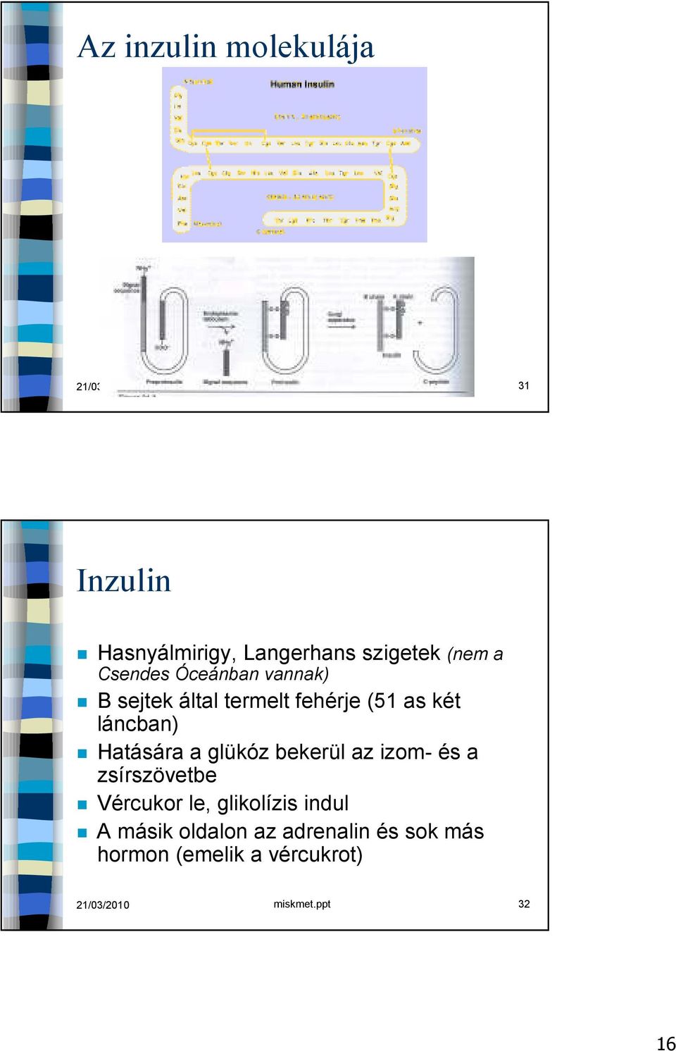 sejtek által termelt fehérje (51 as két láncban) Hatására a glükóz bekerül az izom- és a