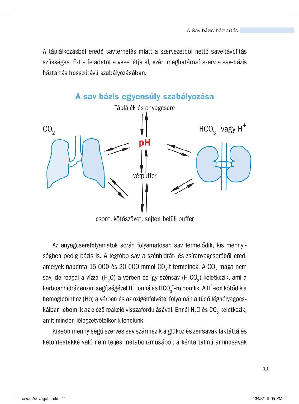 A sav-bázis egyensúly szabályozása Táplálék és anyagcsere CO 2 HCO 3 vagy H + ph vérpuffer csont, kötőszövet, sejten belüli puffer Az anyagcserefolyamatok során folyamatosan sav termelődik, kis