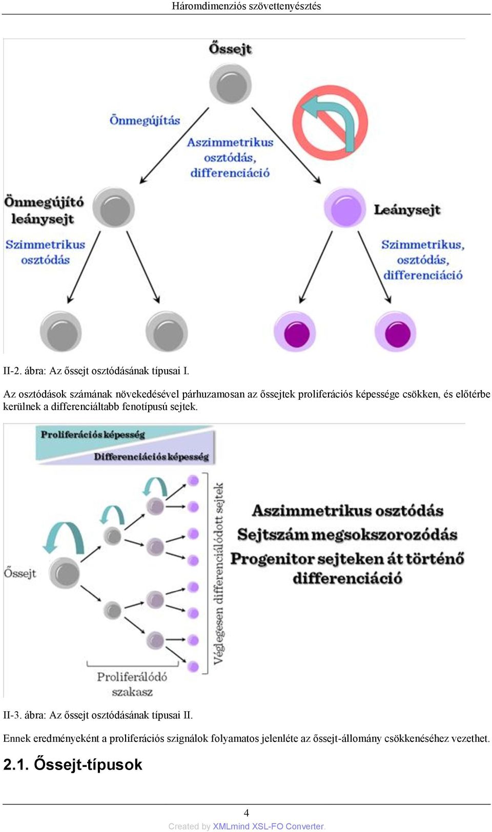 és előtérbe kerülnek a differenciáltabb fenotípusú sejtek. II-3.