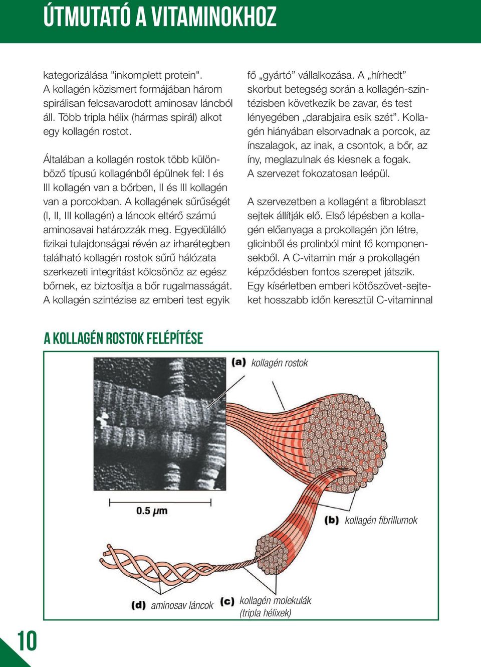 Általában a kollagén rostok több különböző típusú kollagénből épülnek fel: I és III kollagén van a bőrben, II és III kollagén van a porcokban.