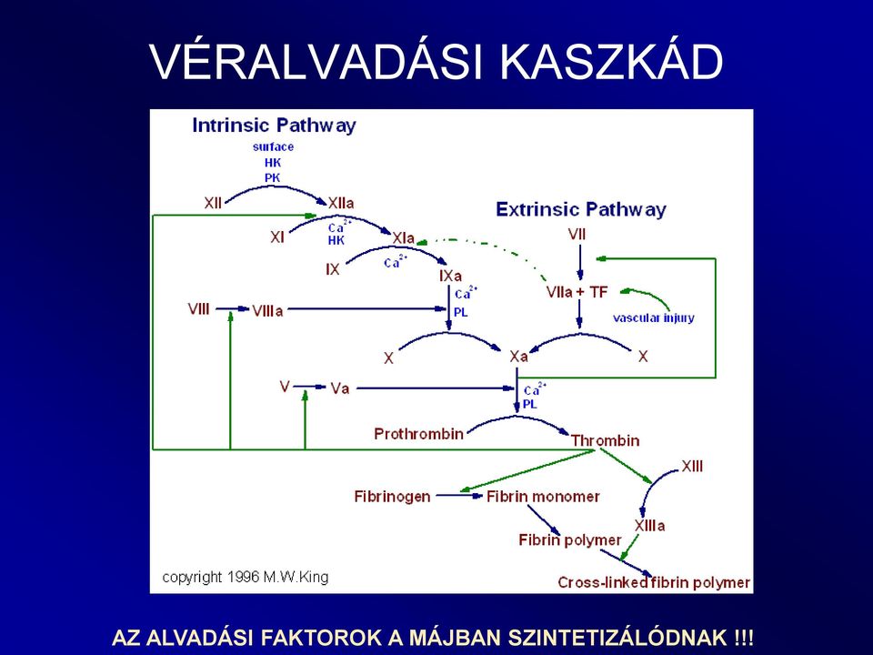 ALVADÁSI FAKTOROK