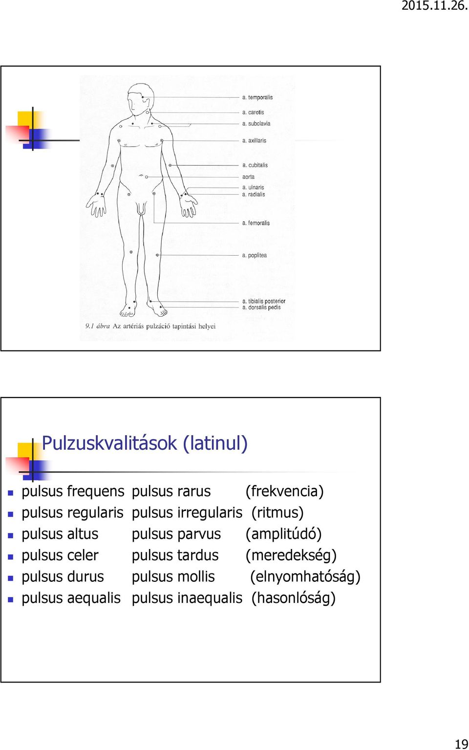 (frekvencia) pulsus irregularis (ritmus) pulsus parvus (amplitúdó)