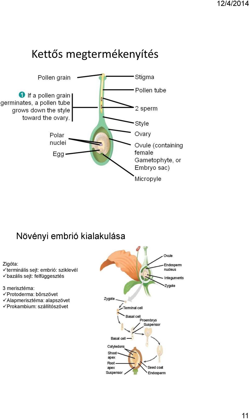 sejt: felfüggesztés 3 merisztéma: Protoderma: