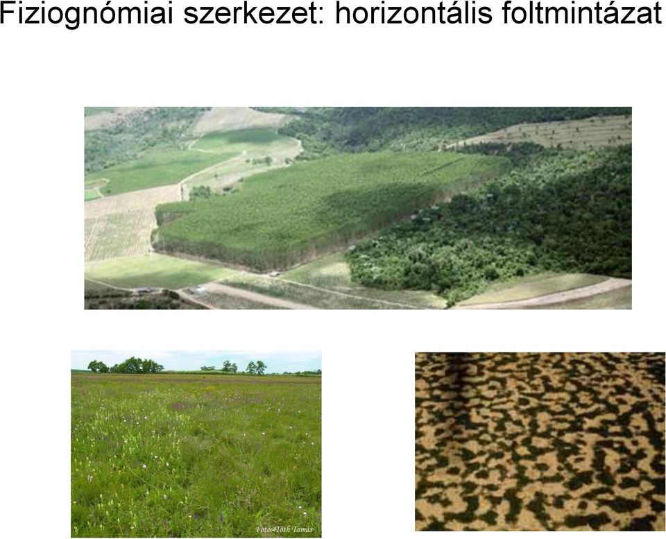 horizontális