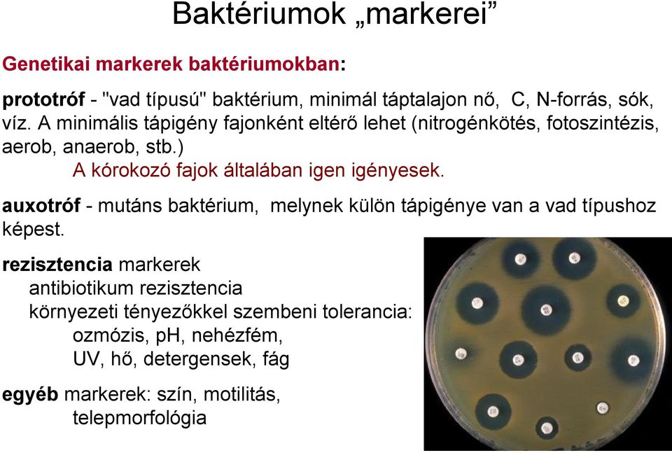 ) A kórokozó fajok általában igen igényesek. auxotróf - mutáns baktérium, melynek külön tápigénye van a vad típushoz képest.