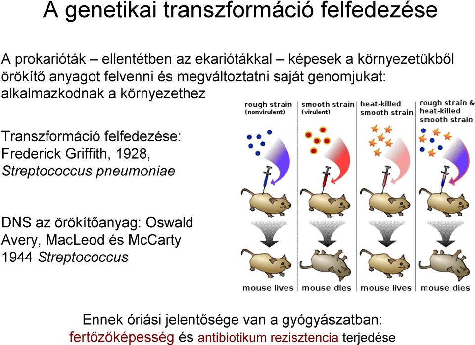 felfedezése: Frederick Griffith, 1928, Streptococcus pneumoniae DNS az örökítőanyag: Oswald Avery, MacLeod és