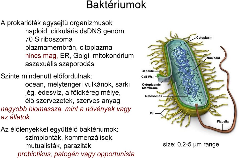 édesvíz, a földkéreg mélye, élő szervezetek, szerves anyag nagyobb biomassza, mint a növények vagy az állatok Az élőlényekkel