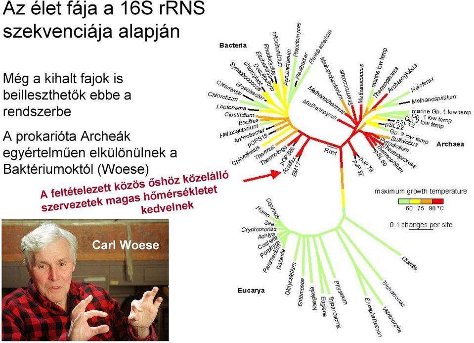 egyértelműen elkülönülnek a Baktériumoktól (Woese) A