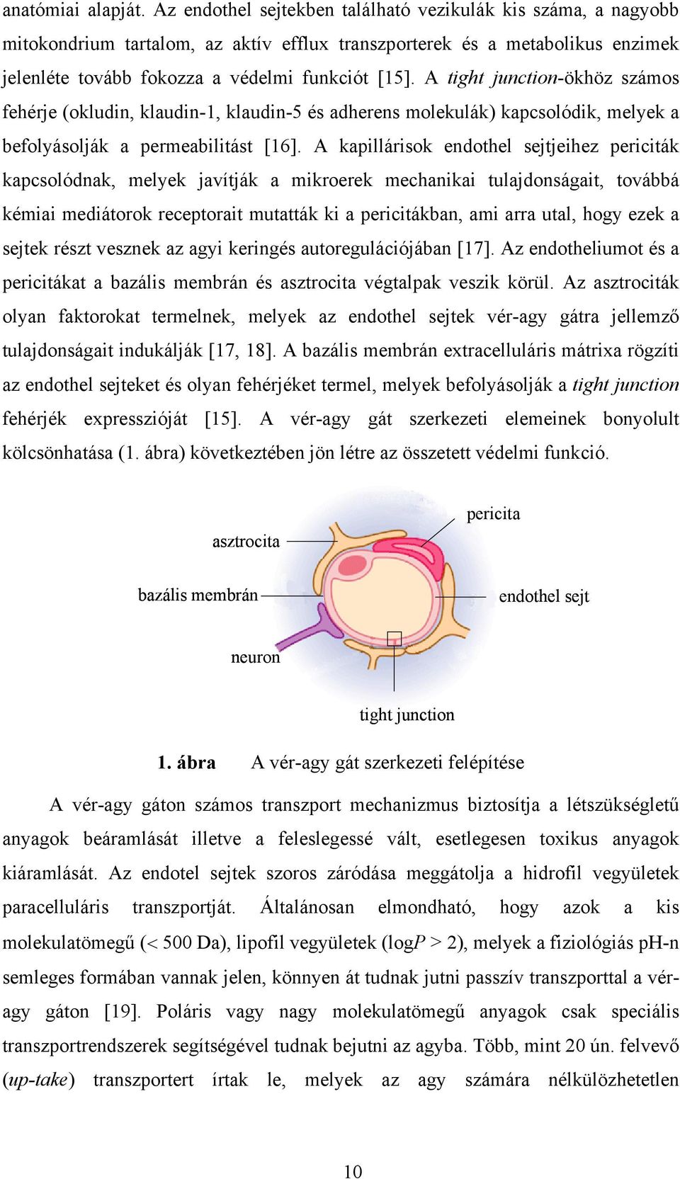 A tight junction-ökhöz számos fehérje (okludin, klaudin-1, klaudin-5 és adherens molekulák) kapcsolódik, melyek a befolyásolják a permeabilitást [16].