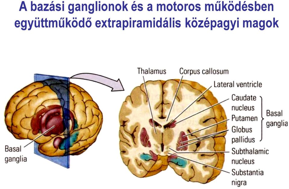 együttműködő