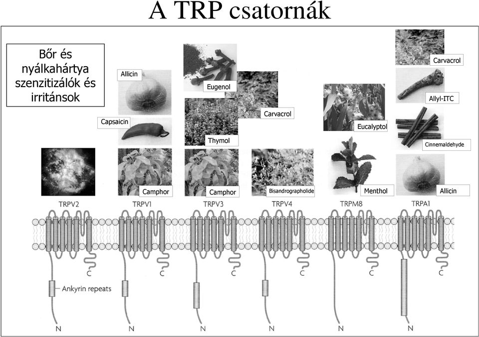 Capsaicin Carvacrol Eucalyptol Thymol