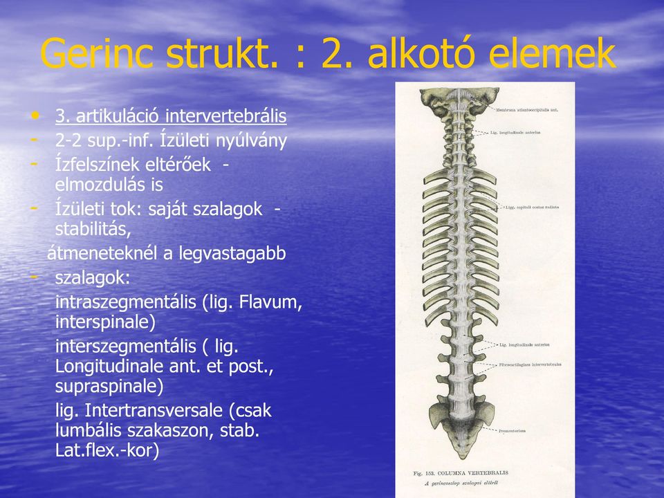 átmeneteknél a legvastagabb szalagok: intraszegmentális (lig.