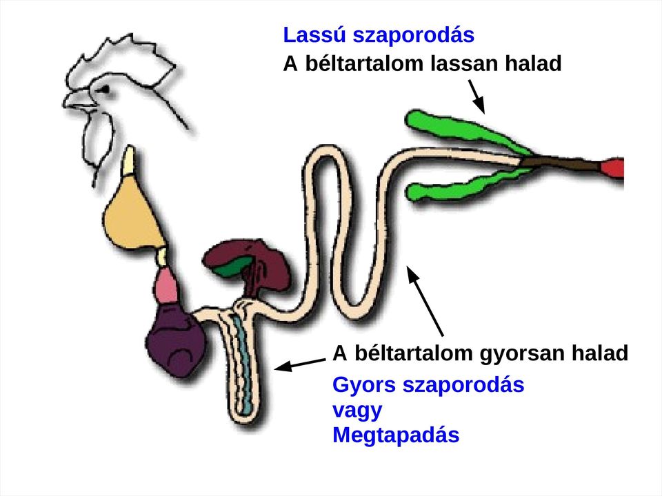 béltartalom gyorsan halad