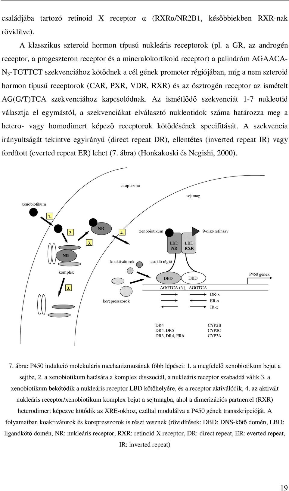 típusú receptorok (CAR, PXR, VDR, RXR) és az ösztrogén receptor az ismételt AG(G/T)TCA szekvenciához kapcsolódnak.