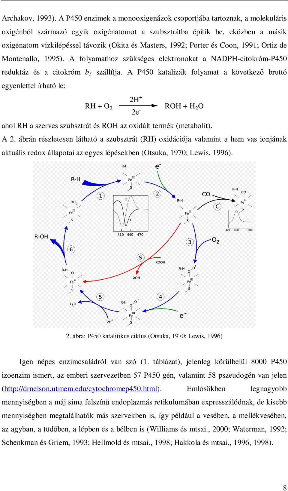 Masters, 1992; Porter és Coon, 1991; Ortiz de Montenallo, 1995). A folyamathoz szükséges elektronokat a NADPH-citokróm-P450 reduktáz és a citokróm b 5 szállítja.