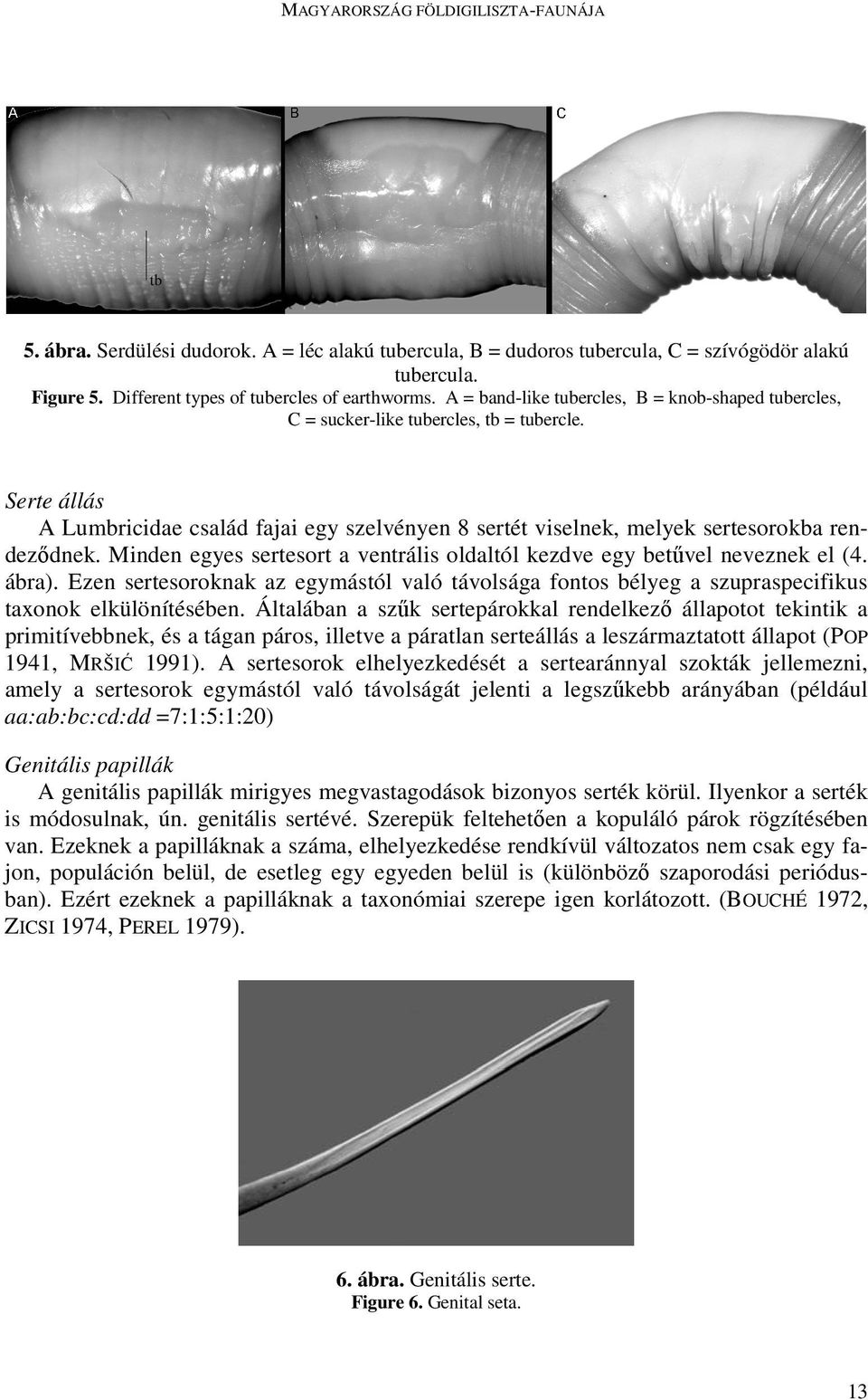 Minden egyes sertesort a ventrális oldaltól kezdve egy betővel neveznek el (4. ábra). Ezen sertesoroknak az egymástól való távolsága fontos bélyeg a szupraspecifikus taxonok elkülönítésében.