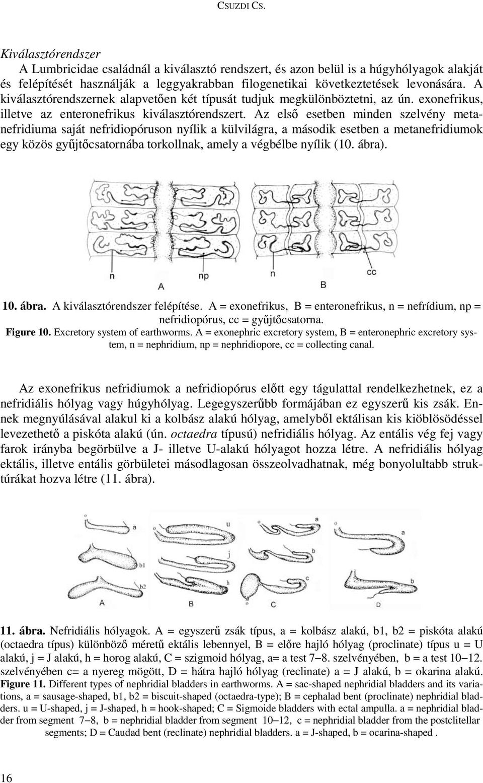 A kiválasztórendszernek alapvetıen két típusát tudjuk megkülönböztetni, az ún. exonefrikus, illetve az enteronefrikus kiválasztórendszert.