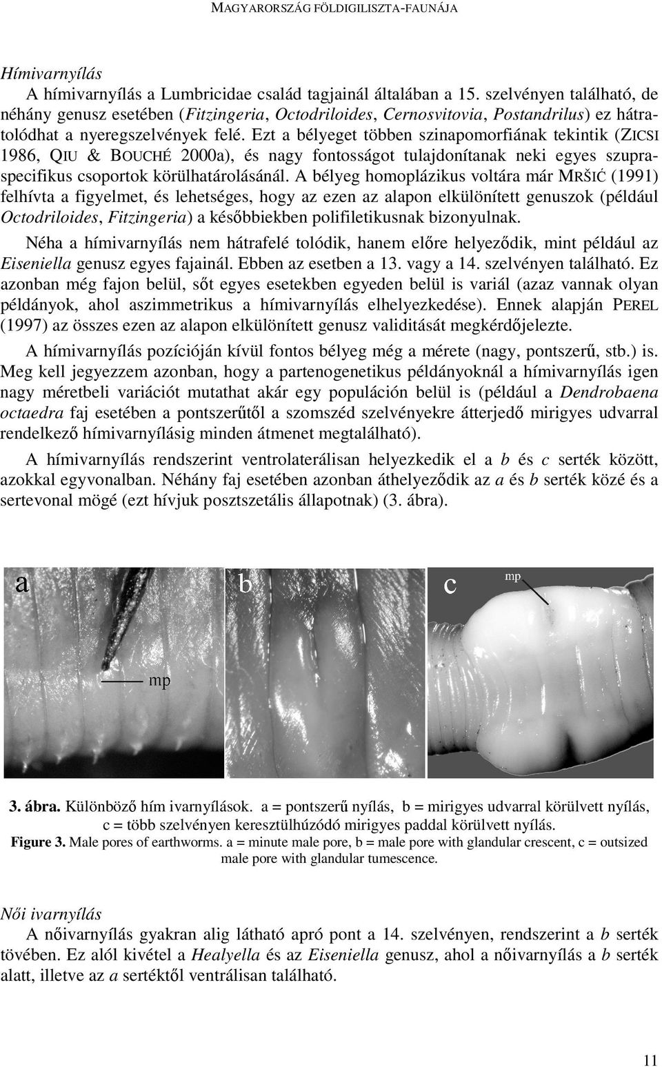 Ezt a bélyeget többen szinapomorfiának tekintik (ZICSI 1986, QIU & BOUCHÉ 2000a), és nagy fontosságot tulajdonítanak neki egyes szupraspecifikus csoportok körülhatárolásánál.