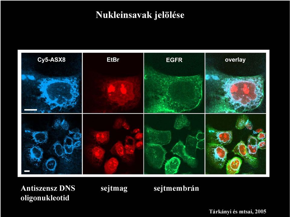 oligonukleotid sejtmag