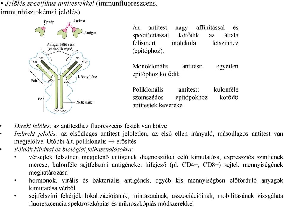 Fab Fc Könnyűlánc Nehézlánc Monoklonális antitest: egyetlen epitóphoz kötődik Poliklonális antitest: különféle szomszédos epitópokhoz kötődő antitestek keveréke Direkt jelölés: az antitesthez