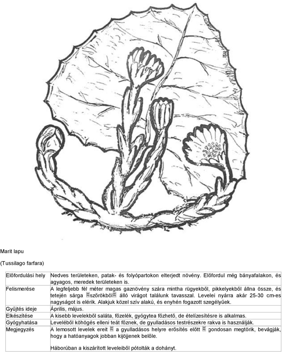 Levelei nyárra akár 25-30 cm-es nagyságot is elérik. Alakjuk közel szív alakú, és enyhén fogazott szegélyűek. Április, május.