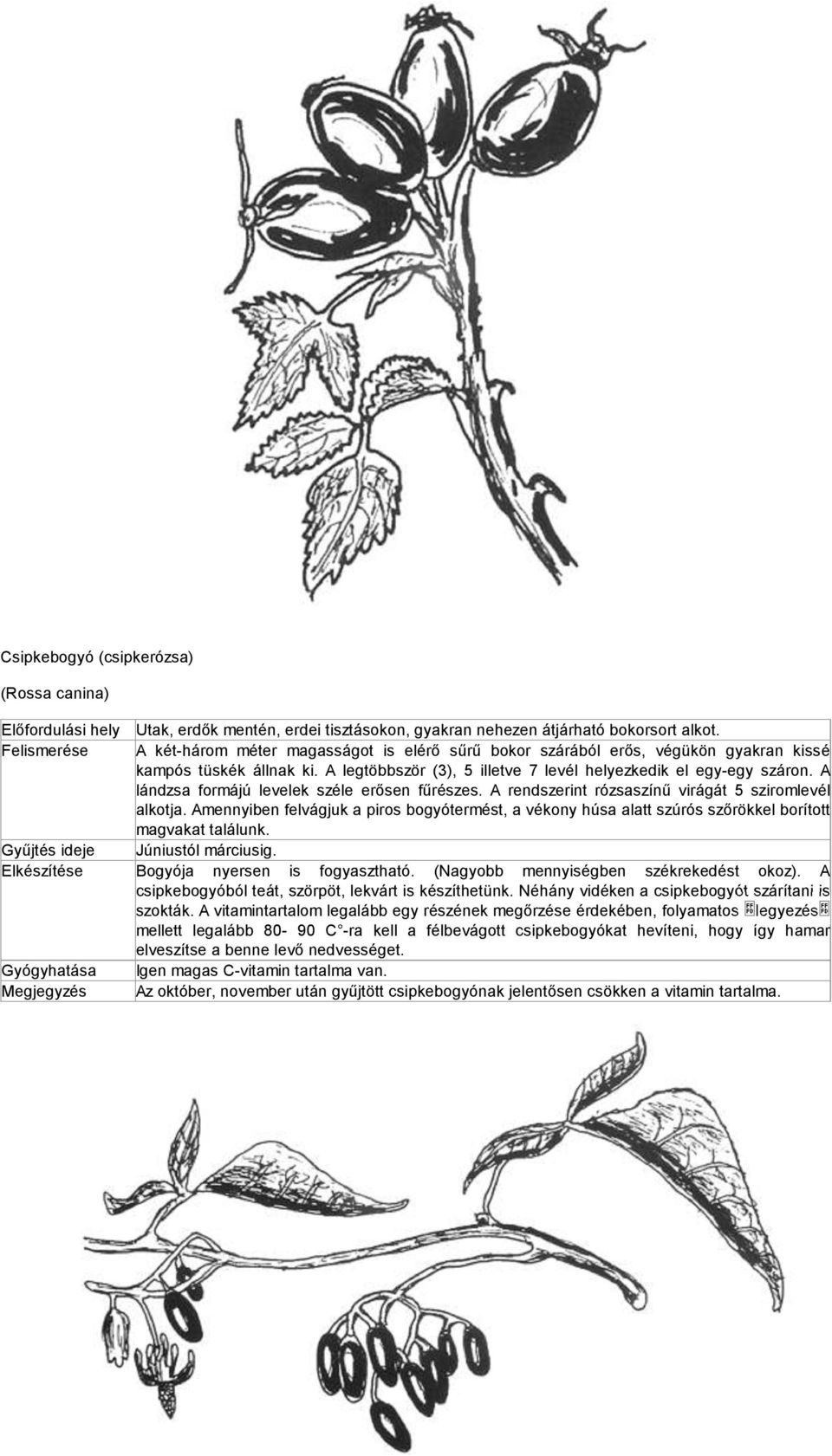 A lándzsa formájú levelek széle erősen fűrészes. A rendszerint rózsaszínű virágát 5 sziromlevél alkotja.