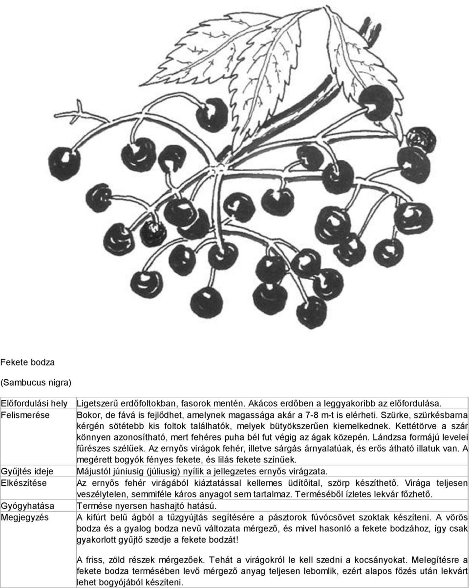 Lándzsa formájú levelei fűrészes szélűek. Az ernyős virágok fehér, illetve sárgás árnyalatúak, és erős átható illatuk van. A megérett bogyók fényes fekete, és lilás fekete színűek.