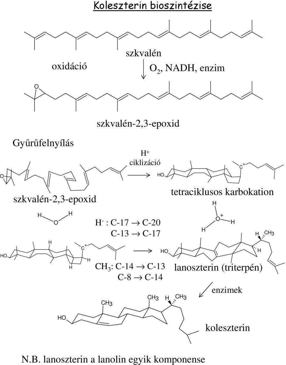tetraciklusos karbokation - : C-17 C-20 C-13 C-17 + C + C 3 : C-14 C-13